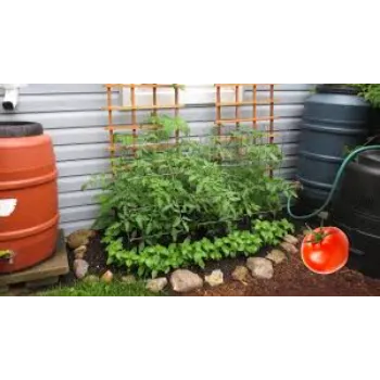 A1 Tomato Plant